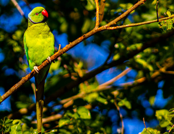 istock Parrot sitting on a branch in Hyde Park, London 1249356664