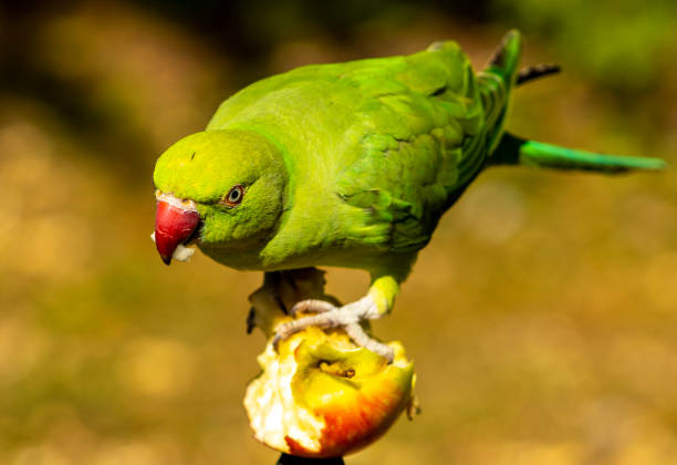 Parrot eating apple in Hyde Park, London