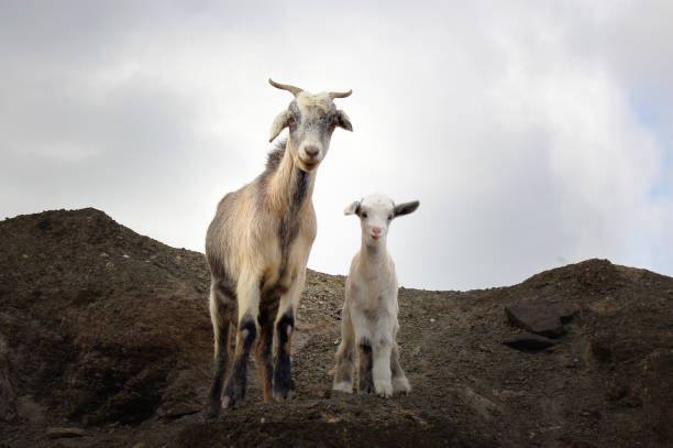 Goat and her baby