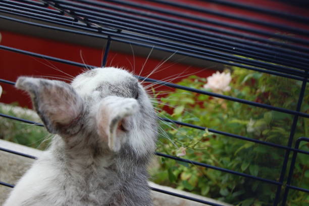 Prison Imprisonment Rabbit 50+ Prison Pen Pal Stock Photos, Pictures & Royalty-Free Images - iStock