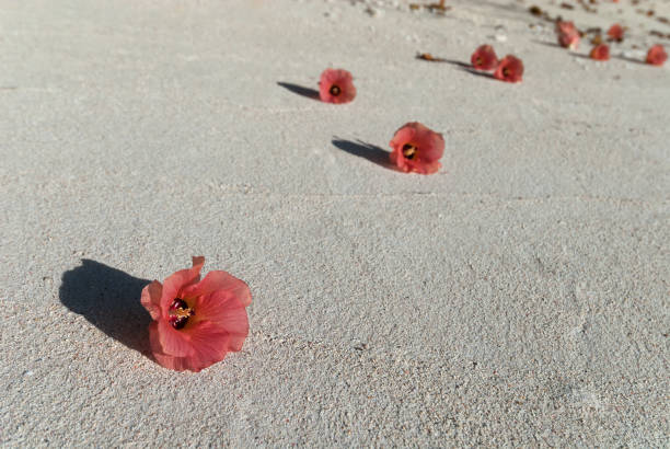 istock Red flowers on a tropical white sand beach 1249357745