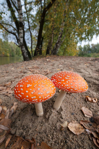 istock Two fly agaric on the edge of the forest 1249357801