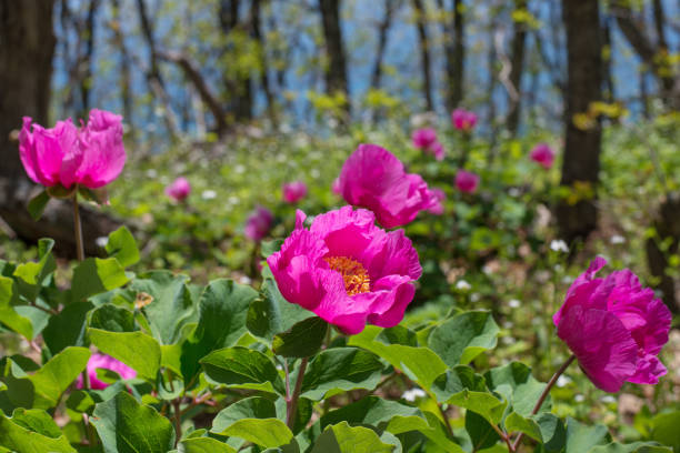 Red and pink flowers in nature. A plant native to Turkey, peony, scientific name; Paeonia turcica.