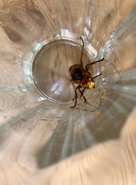 istock hornet in glass 1249358582