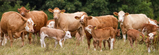 istock Panorama of brown cattle with calves on pasture (ecological livestock) 1249358624
