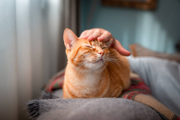 young man interacts with his cats on the sofa Family scene with domestic cats. lifestyle young people. animal and people. A young man with cats reads, play and sleep animal head man stock pictures, royalty-free photos & images