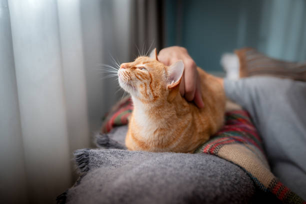 istock young man interacts with his cats on the sofa 1249358788