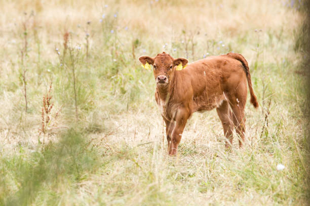 istock Cute brown calf on pasture (ecological livestock) 1249358824