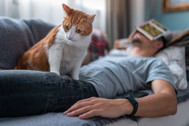 istock young man interacts with his cats on the sofa 1249358836