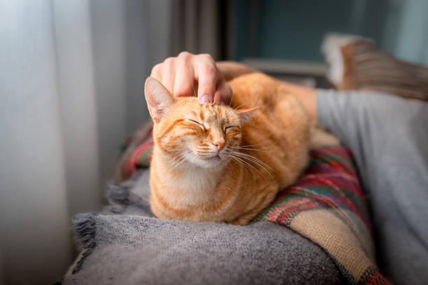 istock young man interacts with his cats on the sofa 1249358855