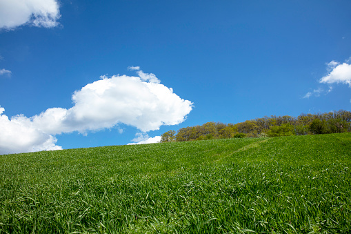 Green field and blue sky on a sunny day