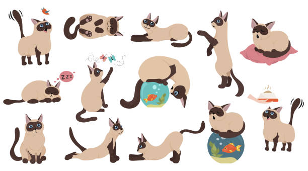 kuvapankkikuvitukset aiheesta piirrettyjen kissahahmojen kokoelma. erilaiset kissan asennot, jooga ja tunteet asetettu. litteä väri yksinkertainen tyyli suunnittelu. siamilaiset väripistekissat - siamese cat