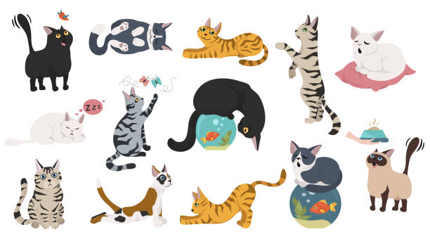 kuvapankkikuvitukset aiheesta piirrettyjen kissahahmojen kokoelma. erilaiset kissan asennot, jooga ja tunteet asetettu. litteä väri yksinkertainen tyyli suunnittelu - siamese cat