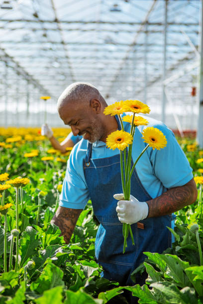 istock A handsome black Gerbera greenhouse worker 1249359656
