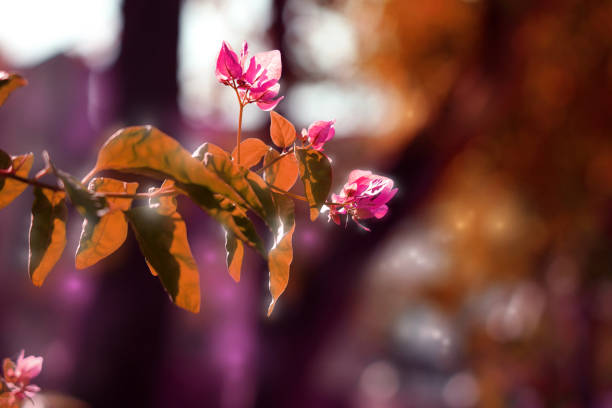 Pink Flowers