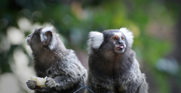 Two small monkeys, one is sticking its tongue out (Brazil)