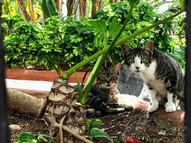 istock THE CATS ARE IN AWE 1249360669