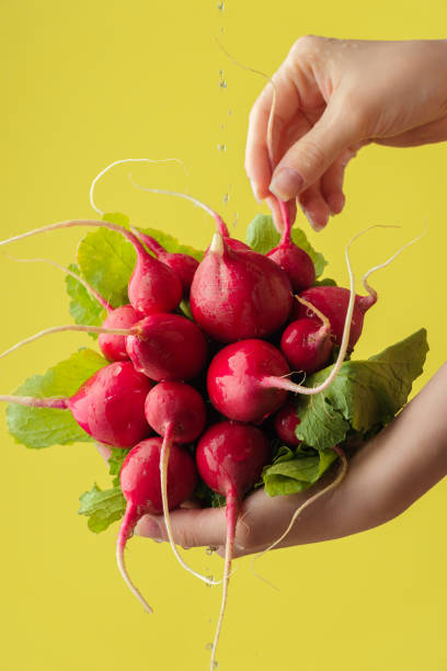 Female hands washing radish on the yellow saturated background.