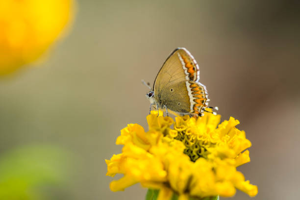 istock Macro image of a butterfly on a marigold flower. 1249361181
