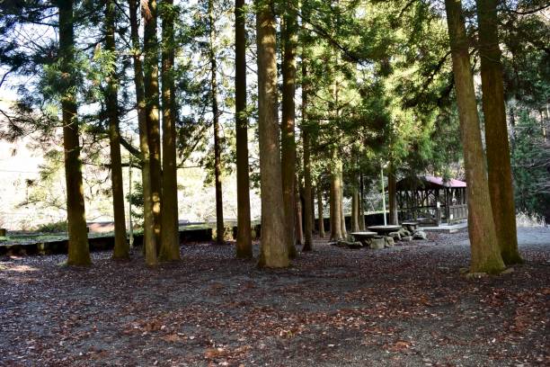 istock The view of Japanese forest. 1249361908
