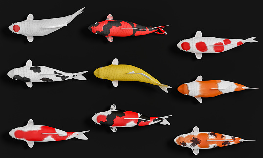 A Group Of White Koi Fish In Red Stripes Fancy Crap In And Orange In 3d Rendering Stock Photo - Download Image Now -