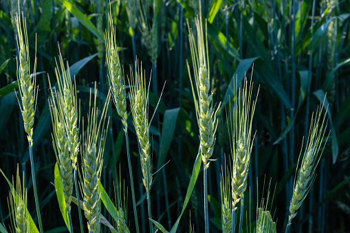 Spring Wheat Field-Hamilton County Indiana
