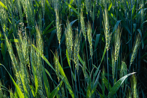 Spring Wheat Field-Hamilton County Indiana