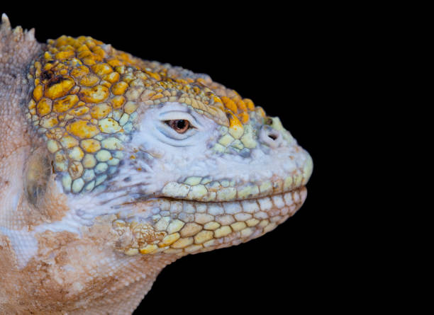 istock Land iguana, Galapagos islands 1249364405