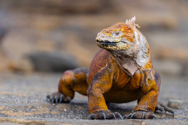 istock Land iguana, Galapagos islands 1249364407