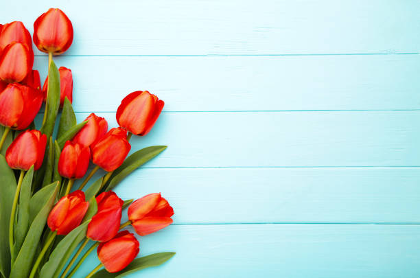 istock Beautiful red tulips on blue background with copy space 1249364409