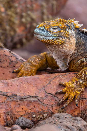 Land iguana, conolophus subcristatus, in its natural environment. Endemic and vulnerable specie of Galapagos island.