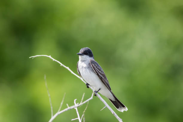 istock Eastern Kingbird perched on gray branched against vivid clean green background 1249366217