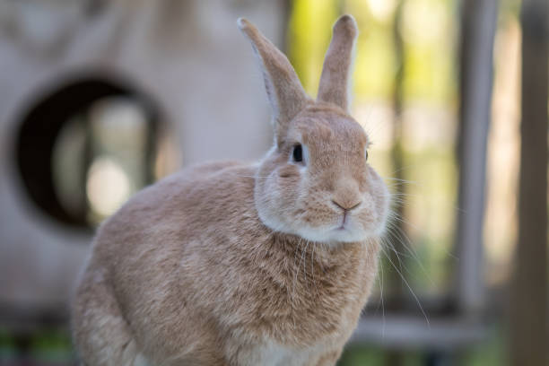istock Rufus Rabbit on the deck early morning sun 1249366241