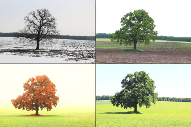 istock image of lonely tree in winter without leaves on snow, in spring without leaves on grass, in summer on grass with green foliage and autumn with red-yellow leaves as symbol of four seasons 1249366272