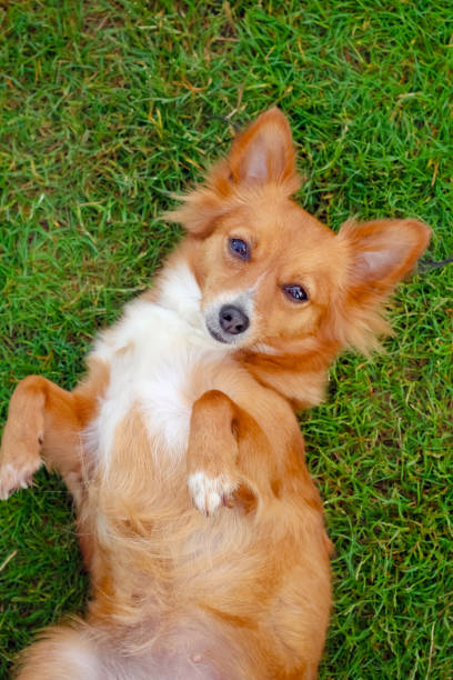 istock Cute red hair little dog 1249366425