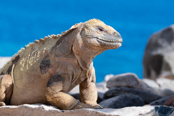 istock Land iguana on coastline, Galapagos islands 1249366628