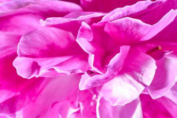 Close up of damask rose leafs stock photo