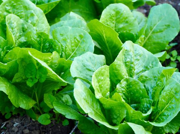 istock Cos Lettuce Growing in an Organic Garden 1249367820
