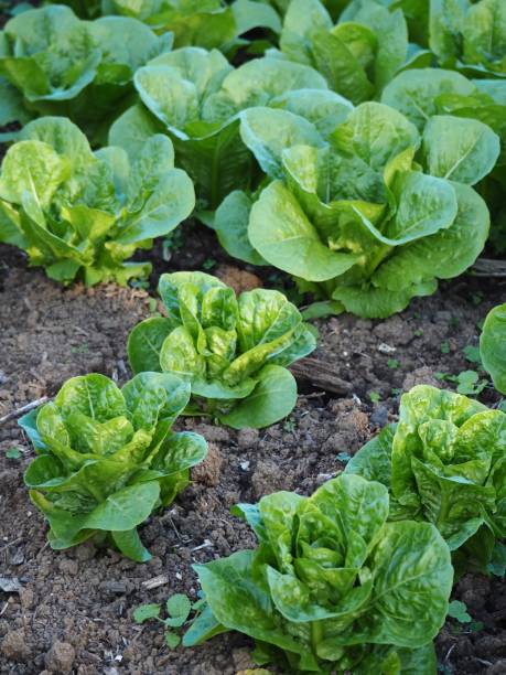 istock Cos Lettuce Growing in an Organic Garden 1249367832