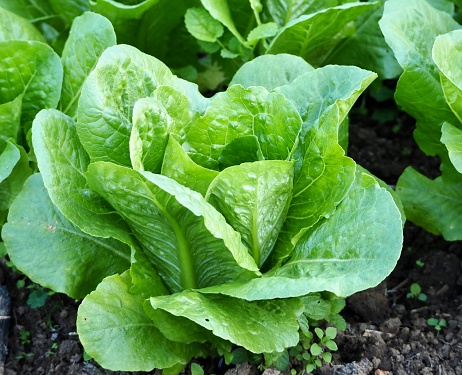 High angle closeup photo of vibrant green cos lettuce growing in an organic garden on a sunny day
