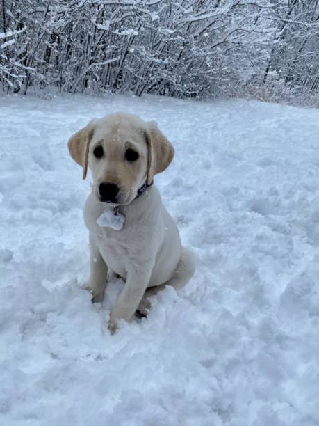 istock Puppy in snow 1249369741