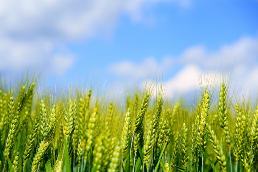 A close up of green wheat growing.