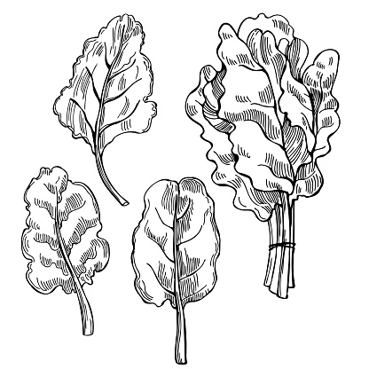 Hand drawn Mangold lettuce. Swiss chard  leaves. Vector sketch illustration