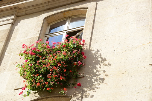 Aigues-Mortes, Gard, Occitania, France. Blue morning glory flowers on a house in Provence.
