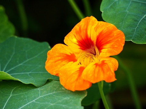 High angle closeup photo of a beautiful vibrant orange red and gold Nasturtium flower and green leaves with a soft focus background