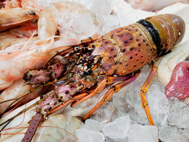 istock Close up on ice crayfish, seafood 1249372470