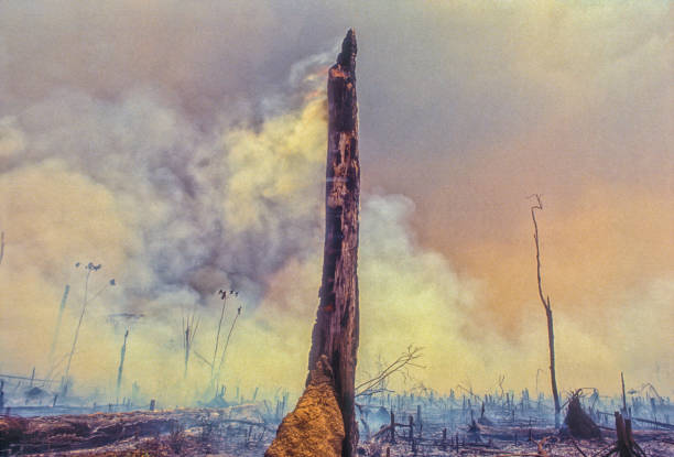incêndio de desmatamento na amazônia. - deciduous tree tree trunk nature the natural world - fotografias e filmes do acervo