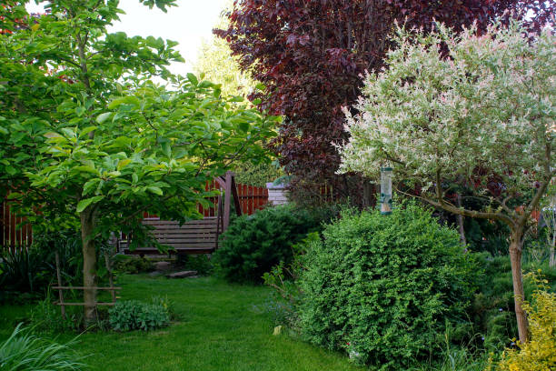 istock shaded garden with magnolia, decorative willow and lawn 1249374497