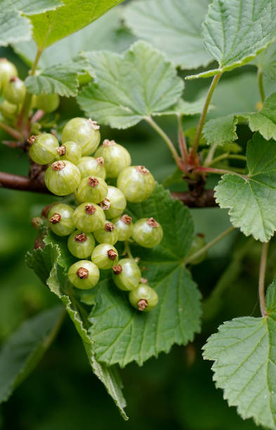 istock unripe green currant fruit on the branch 1249374723
