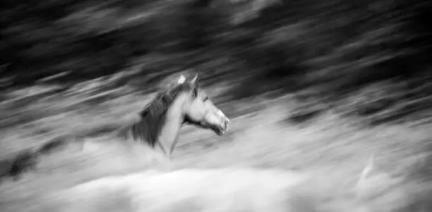 Photo of New Forest Pony Series